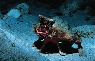 ภาพ ปลา parvus (Ogcocephalus parvus)