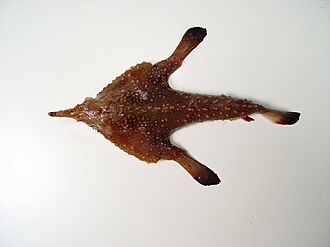 ภาพ ปลา pumilus (Ogcocephalus pumilus)