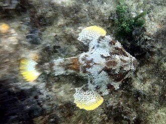ภาพ ปลา radiatus (Ogcocephalus radiatus)
