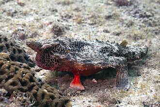 ภาพ ปลา vespertilio (Ogcocephalus vespertilio)