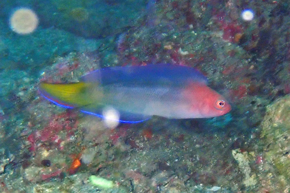 ภาพ ปลาดอตตี้แบ็ค novaehollandiae (Ogilbyina novaehollandiae)