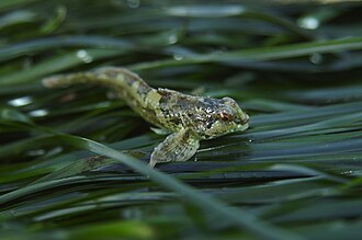 ภาพ ปลา maculosus (Oligocottus maculosus)