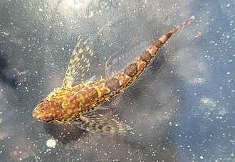 ภาพ ปลา rimensis (Oligocottus rimensis)