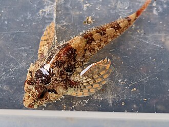 ภาพ ปลา rubellio (Oligocottus rubellio)
