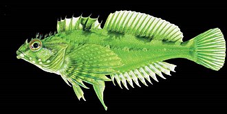 ภาพ ปลา snyderi (Oligocottus snyderi)