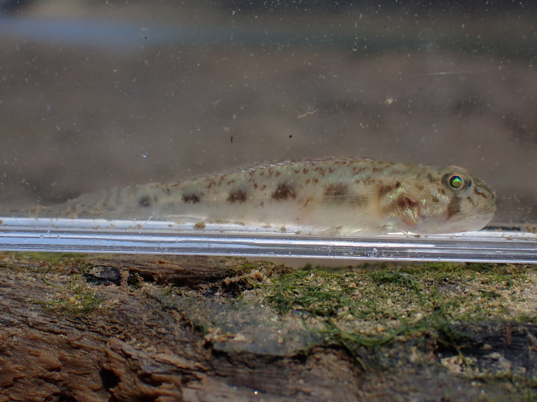 ภาพ ปลาบู่บู่ (Oligolepis stomias)