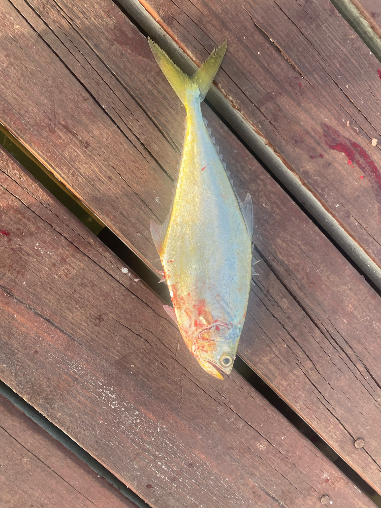 ภาพ ปลา palometa (Oligoplites palometa)