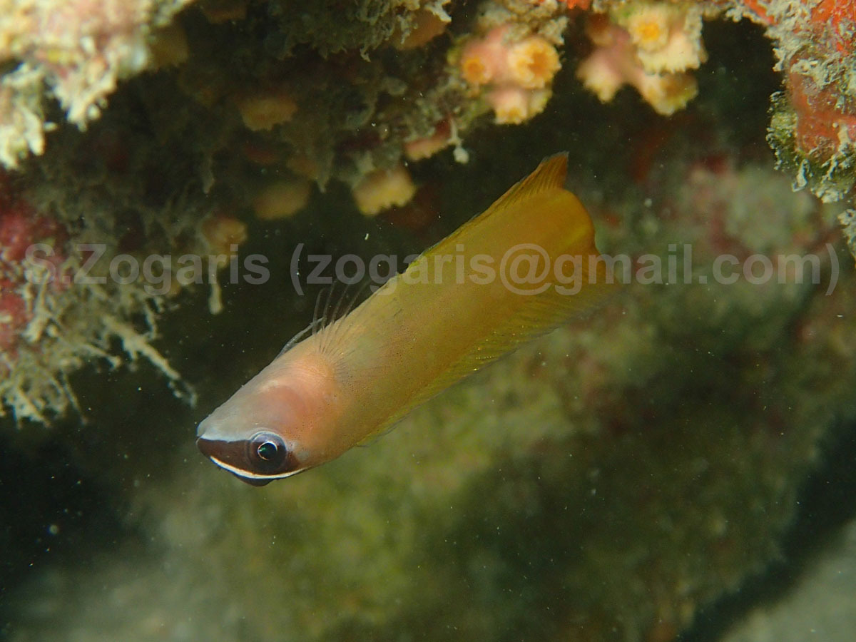 ภาพ ปลาตั๊กแตนหินตั๊กแตนหิน (Oman ypsilon)