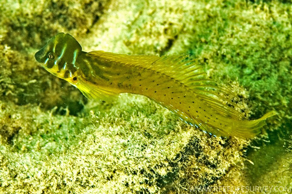 ภาพ ปลาตั๊กแตนหินมีหงอนตั๊กแตนหิน (Omobranchus anolius)