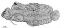ภาพ ปลาตั๊กแตนหินตั๊กแตนหิน (Omobranchus aurosplendidus)