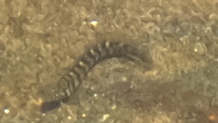 ภาพ ปลาตั๊กแตนหินตั๊กแตนหิน (Omobranchus banditus)