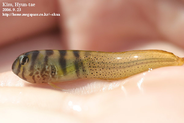 ภาพ ปลาตั๊กแตนหินสง่างามตั๊กแตนหิน (Omobranchus elegans)