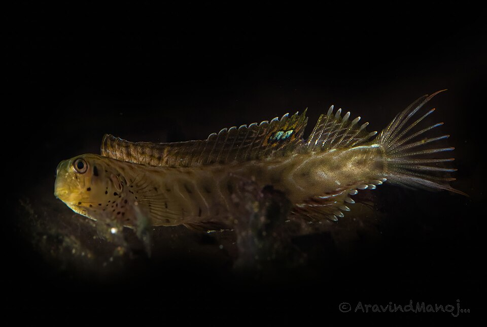 ภาพ ปลาตั๊กแตนหินตั๊กแตนหิน (Omobranchus elongatus)