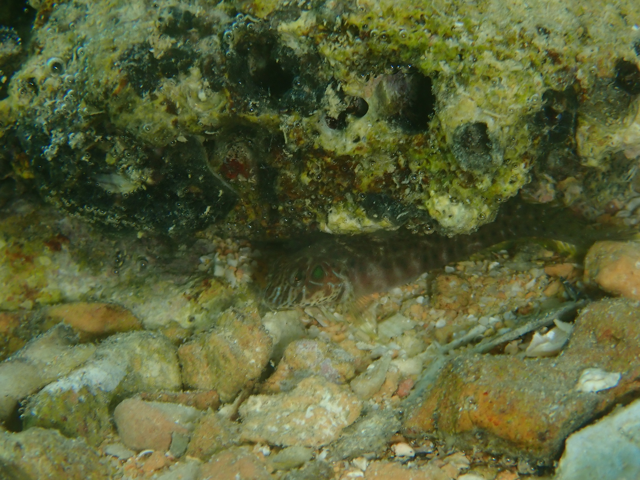 ภาพ ปลาตั๊กแตนหินตั๊กแตนหิน (Omobranchus fasciolatus)