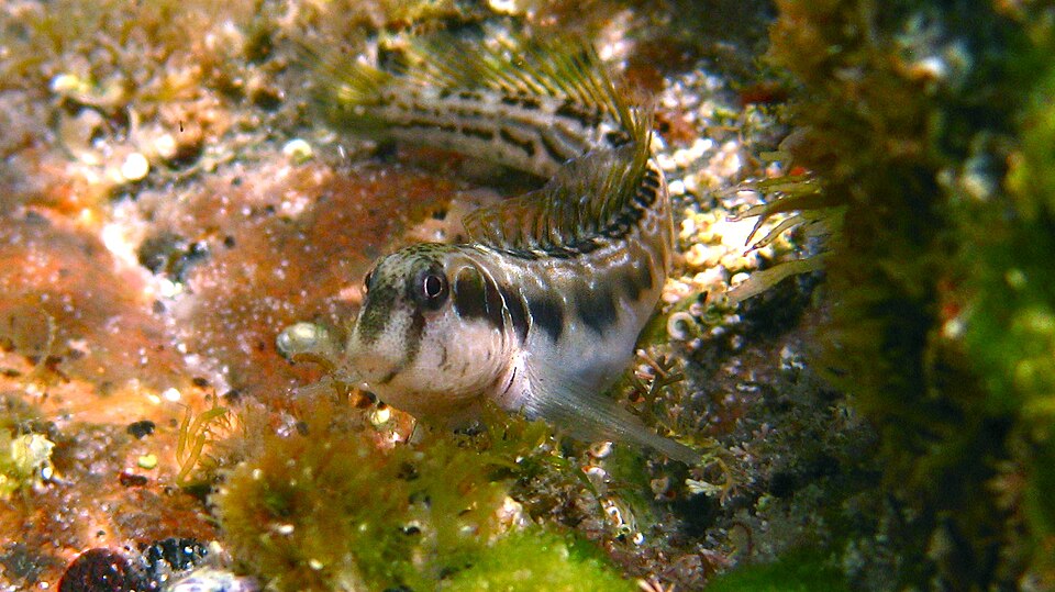 ภาพ ปลาตั๊กแตนหินตั๊กแตนหิน (Omobranchus germaini)