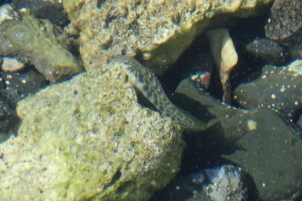ภาพ ปลาตั๊กแตนหิน loxozonus (Omobranchus loxozonus)