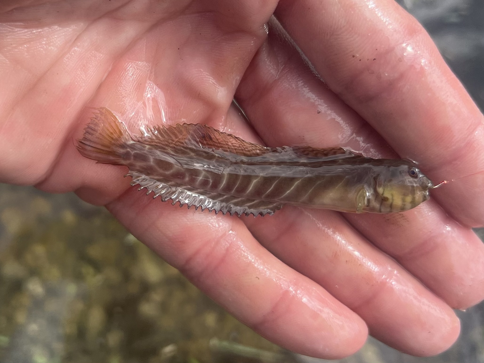 ภาพ ปลาตั๊กแตนหินป่าชายเลนตั๊กแตนหิน (Omobranchus obliquus)