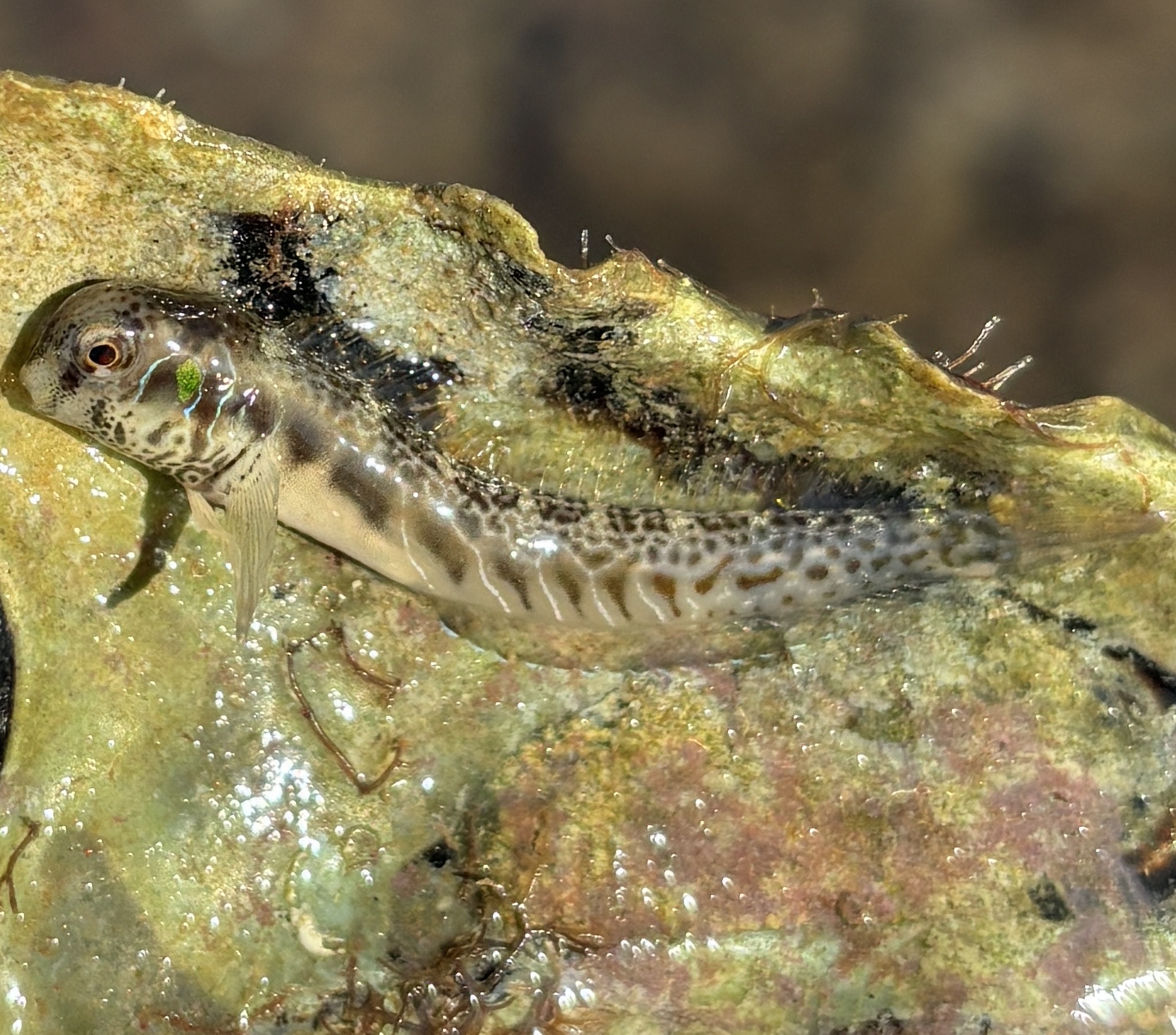 ภาพ ปลาตั๊กแตนหินตั๊กแตนหิน (Omobranchus rotundiceps)