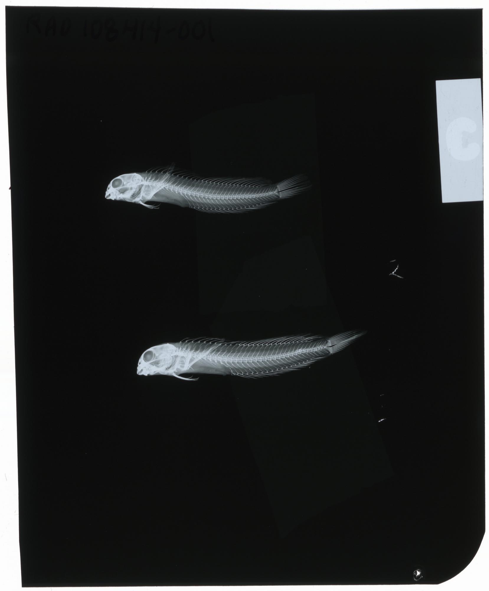 ภาพ ปลาตั๊กแตนหินตั๊กแตนหิน (Omobranchus steinitzi)