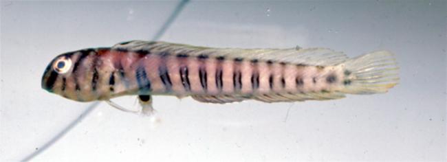 ภาพ ปลาตั๊กแตนหินตั๊กแตนหิน (Omobranchus verticalis)