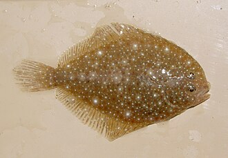 ภาพ ปลา darwinii (Oncopterus darwinii)