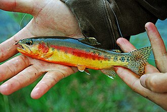 ภาพ ปลา aguabonita (Oncorhynchus aguabonita)