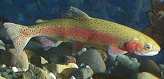 ภาพ ปลา henshawi (Oncorhynchus henshawi)