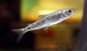 ภาพ ปลา kawamurae (Oncorhynchus kawamurae)