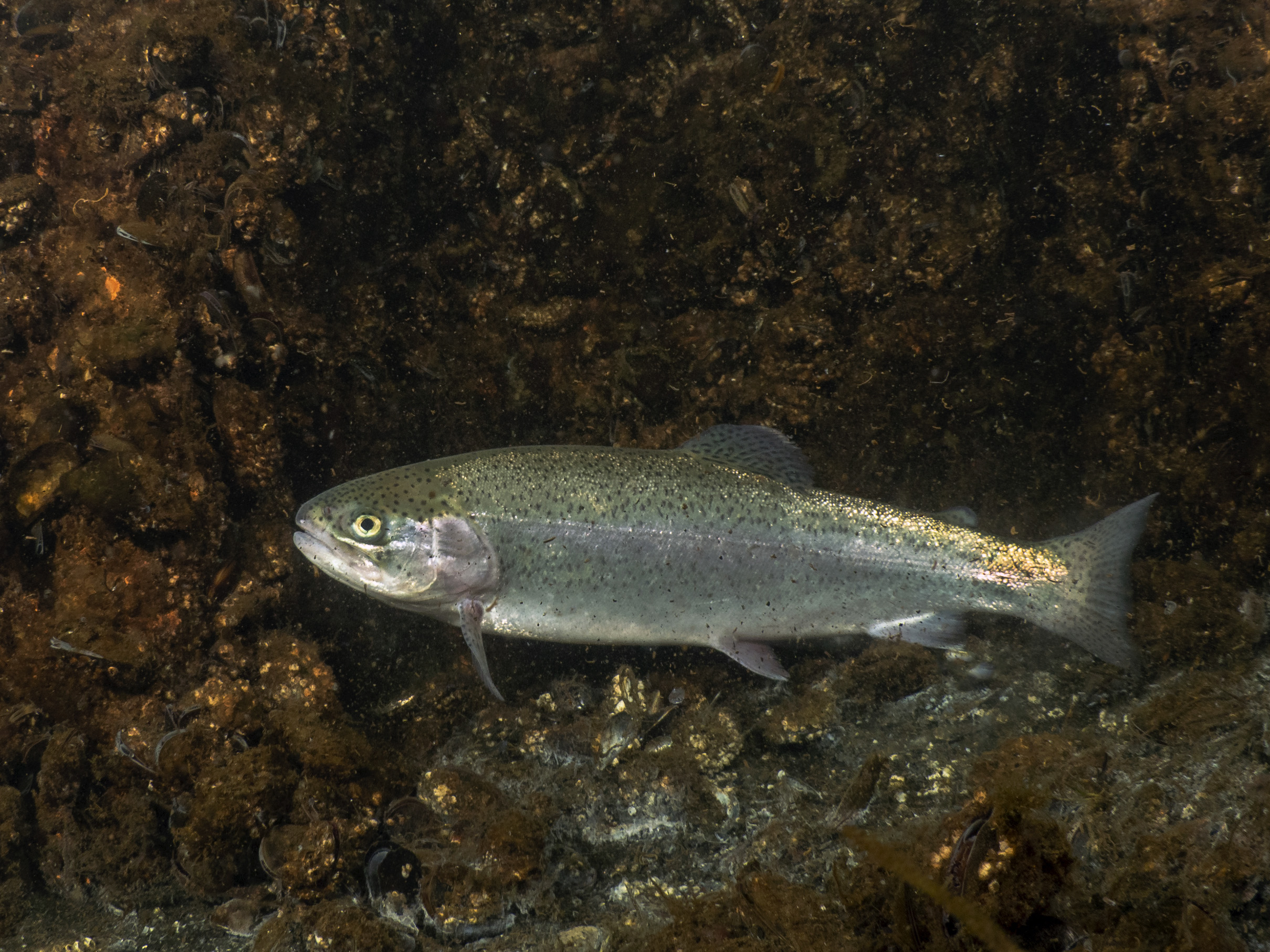 ภาพ ปลา mykiss (Oncorhynchus mykiss)