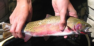 ภาพ ปลา virginalis (Oncorhynchus virginalis)