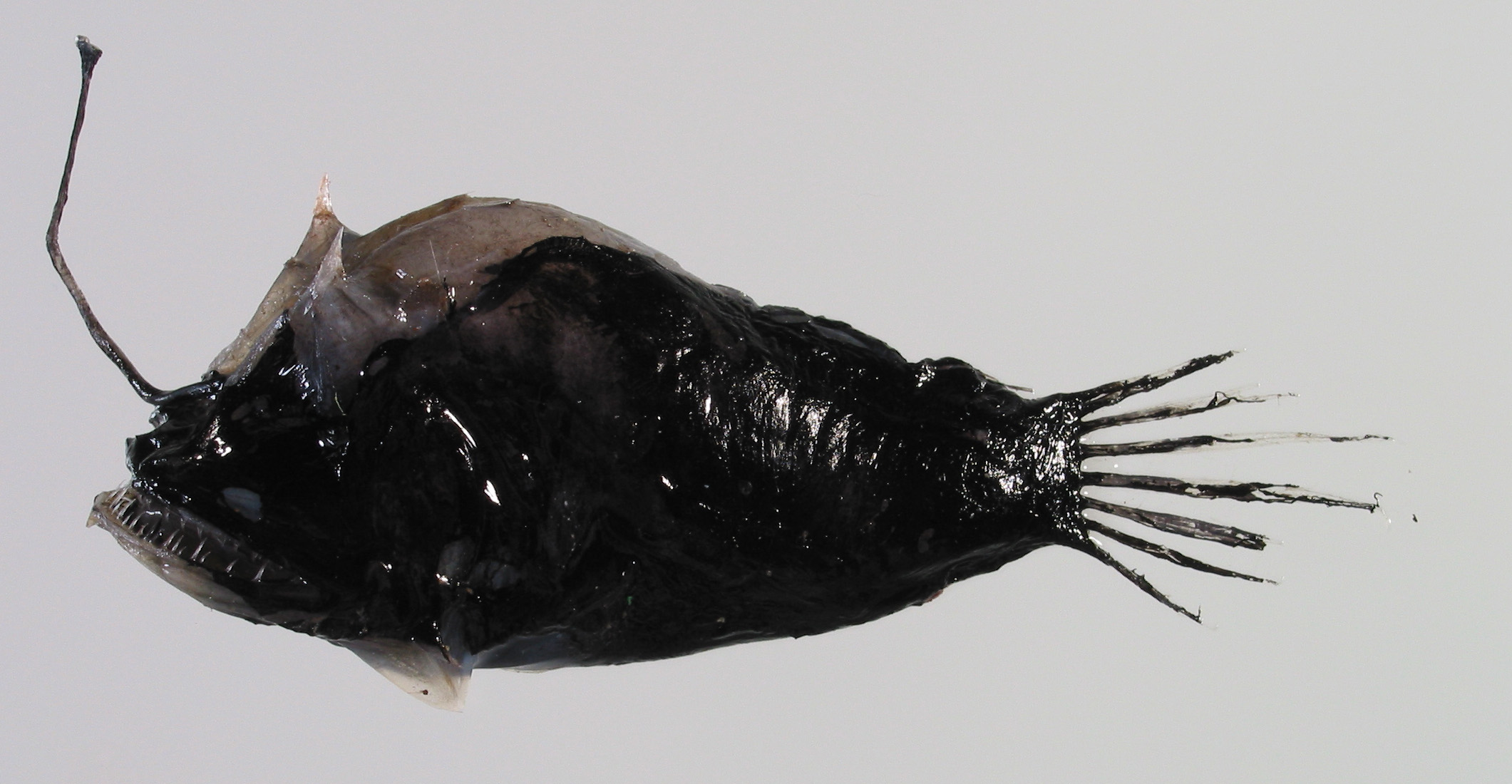 ภาพ ปลา cristatus (Oneirodes cristatus)