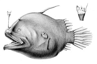 ภาพ ปลา eschrichtii (Oneirodes eschrichtii)