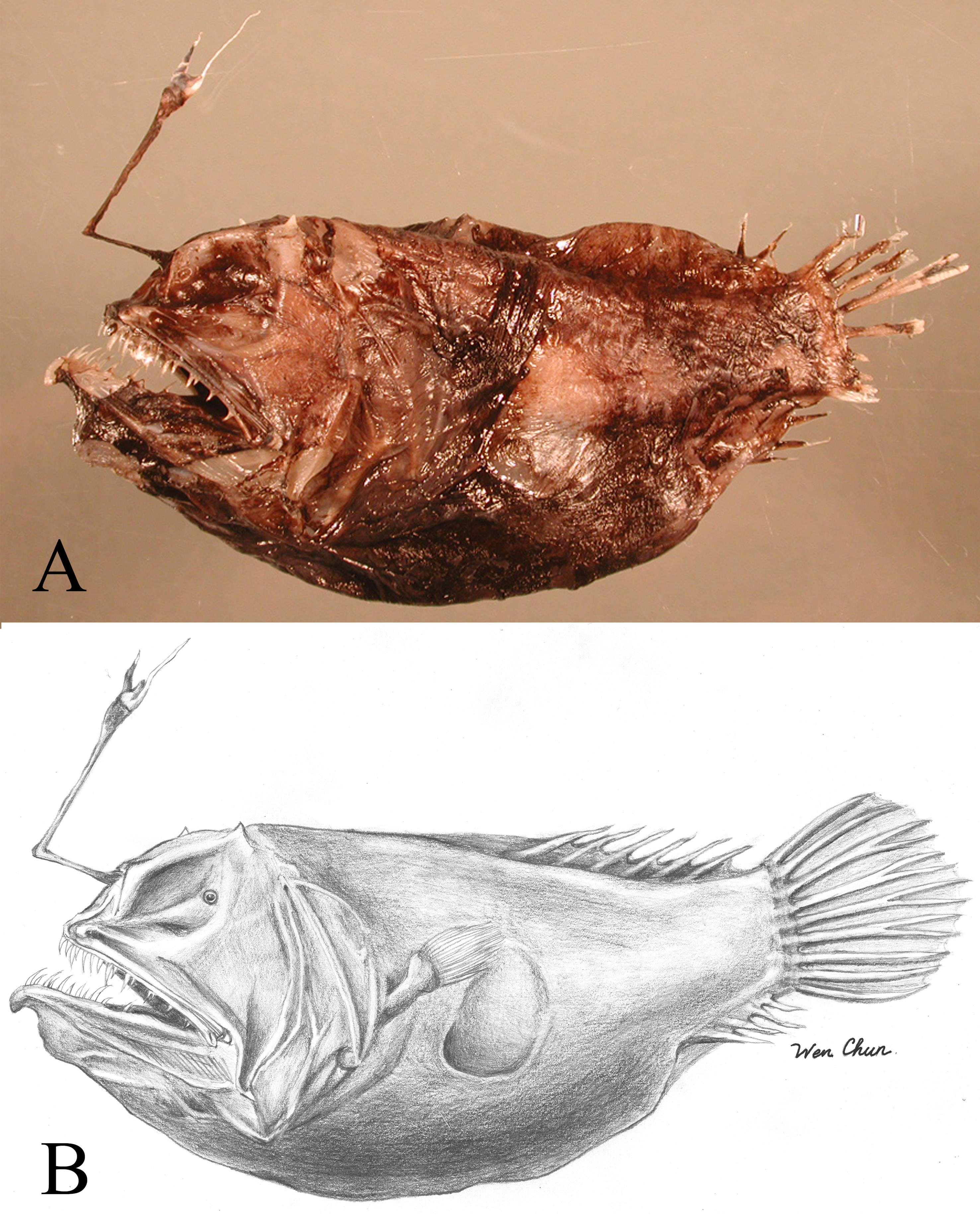 ภาพ ปลา formosanus (Oneirodes formosanus)