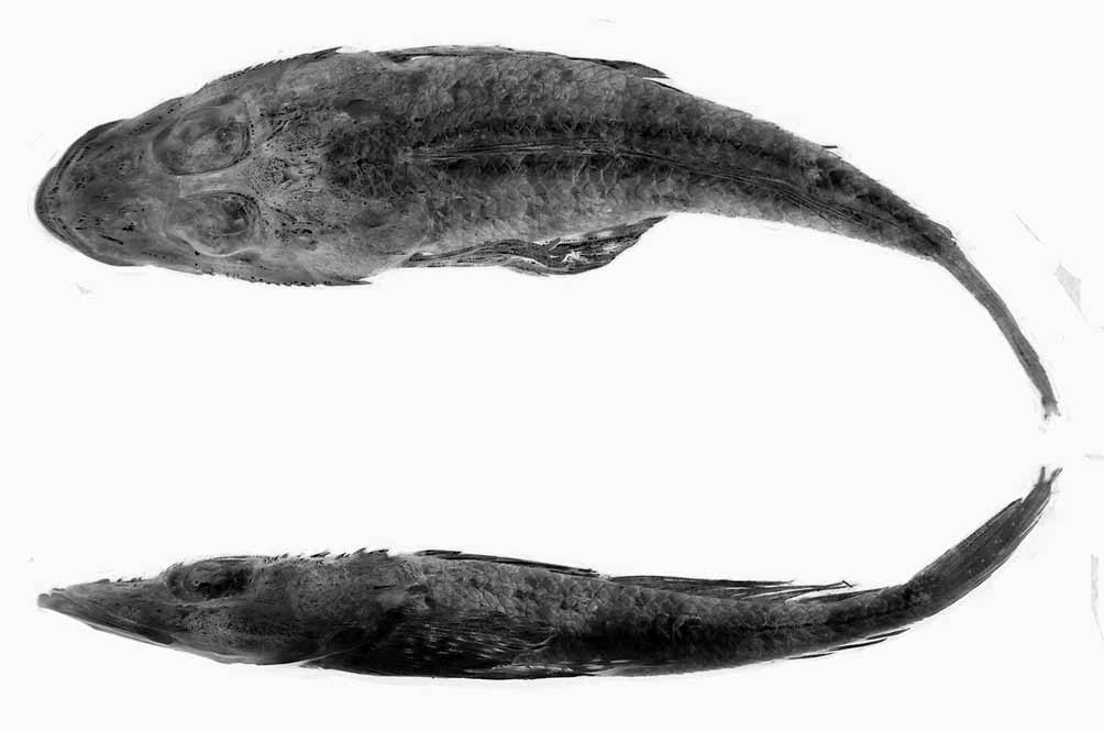 ภาพ ปลา lacrimalis (Onigocia lacrimalis)