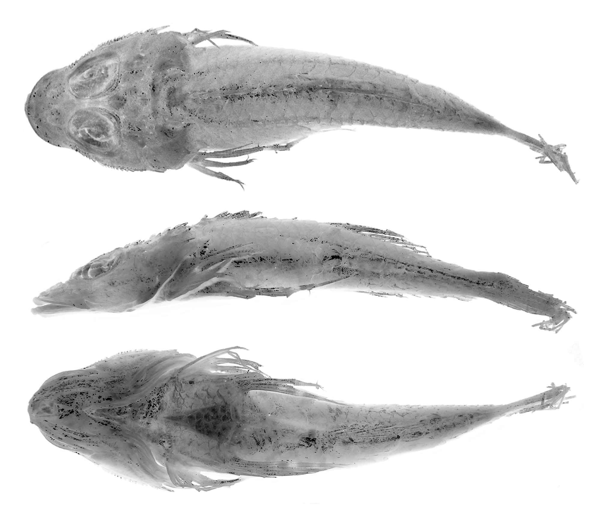 ภาพ ปลา sibogae (Onigocia sibogae)
