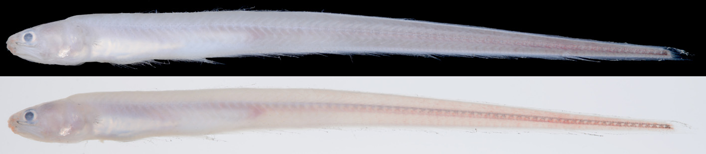ภาพ ปลา albometeori (Onuxodon albometeori)