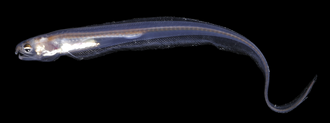 ภาพ ปลา fowleri (Onuxodon fowleri)