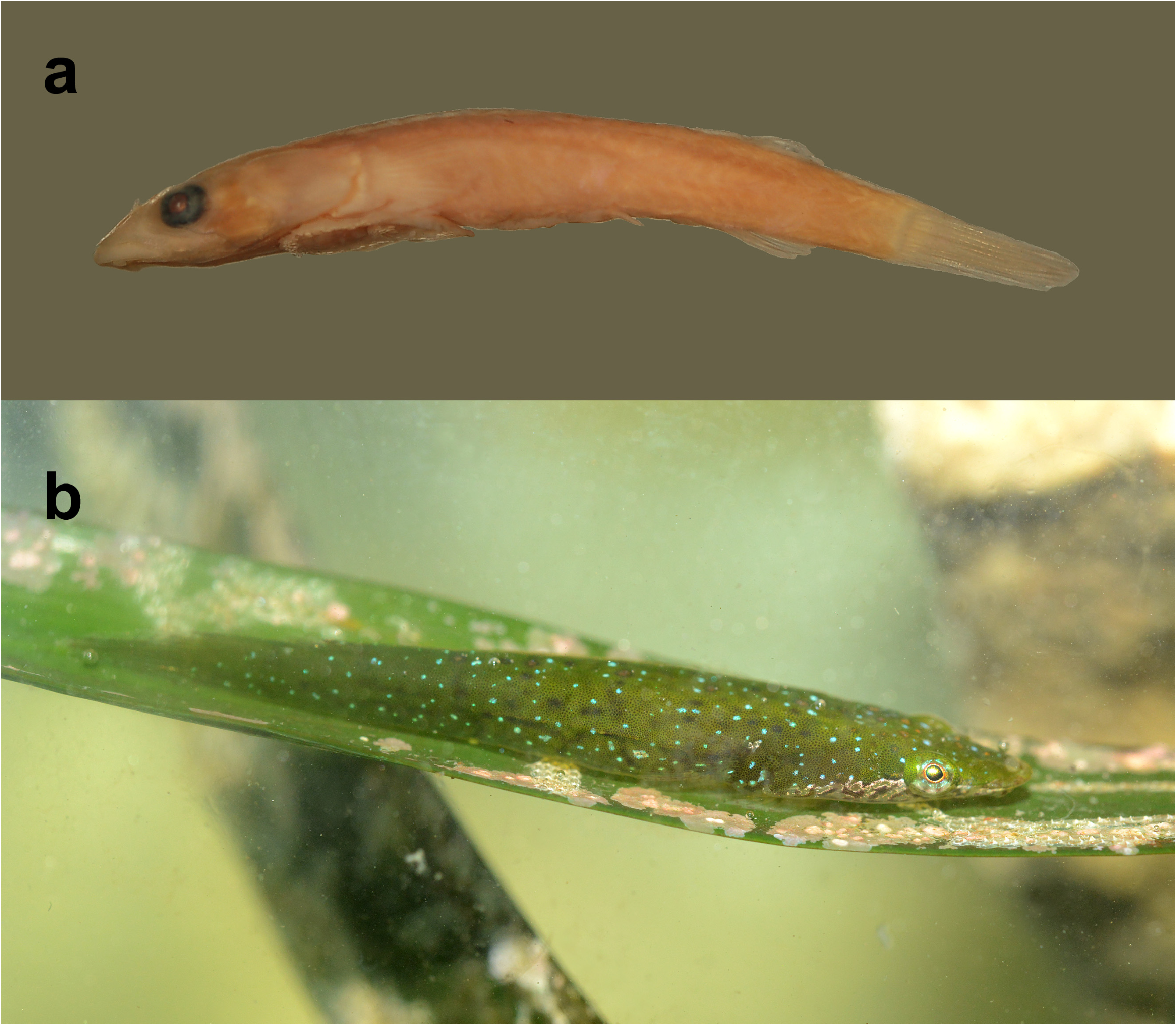 ภาพ ปลา gracilis (Opeatogenys gracilis)