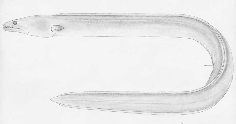 ภาพ ปลา alleni (Ophichthus alleni)