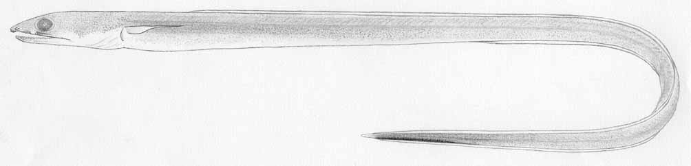 ภาพ ปลา aniptocheilos (Ophichthus aniptocheilos)