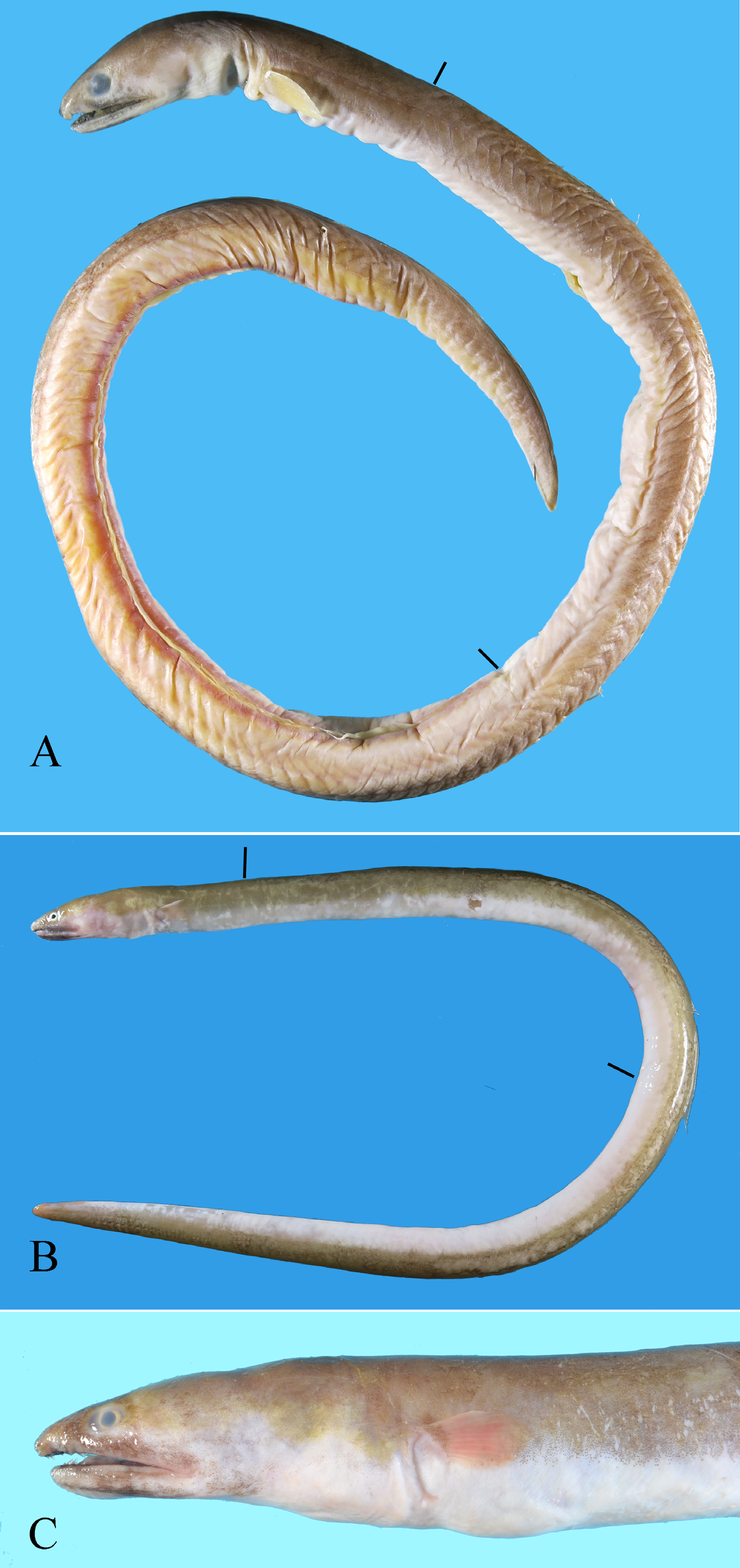 ภาพ ปลา bicolor (Ophichthus bicolor)