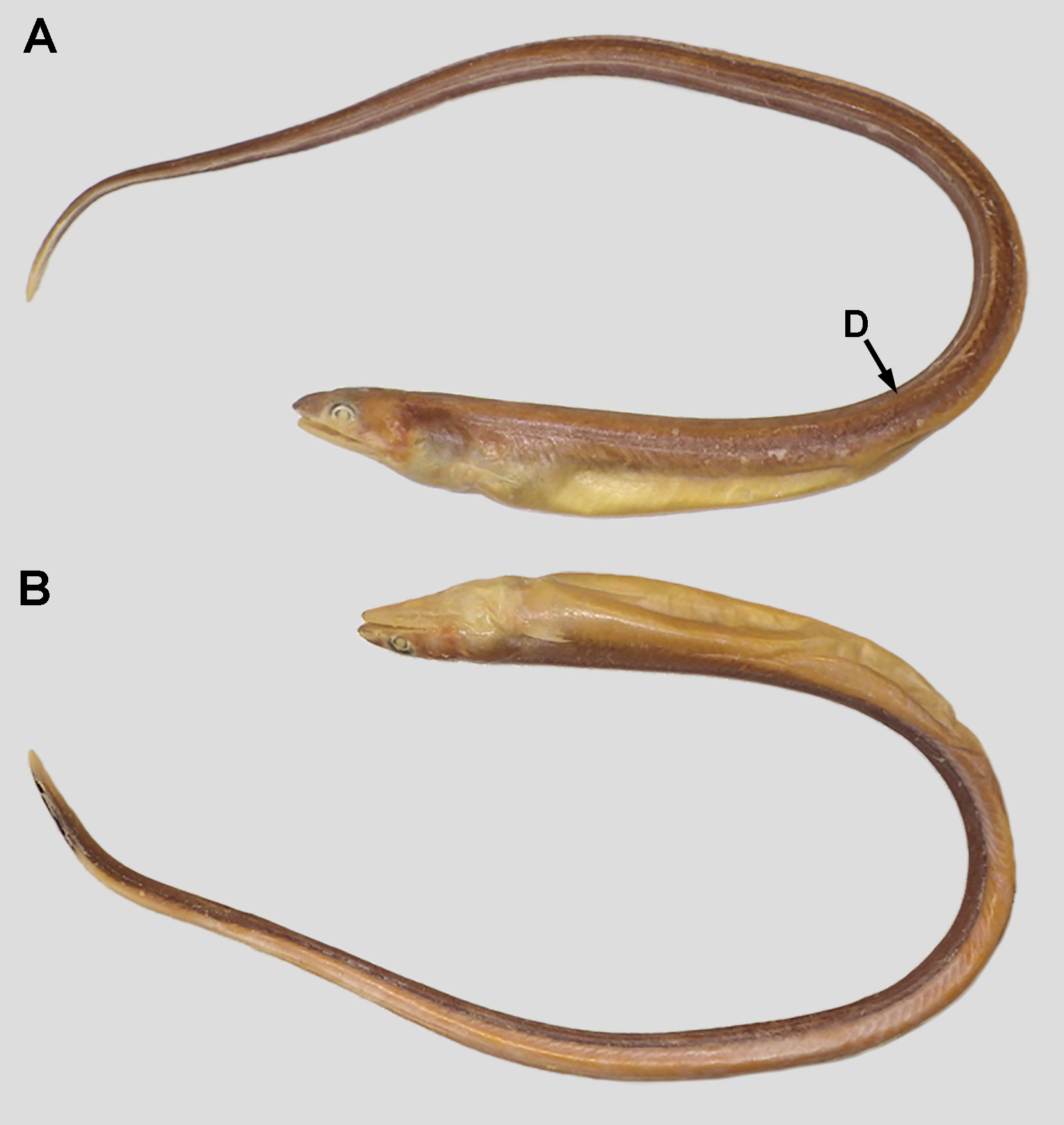 ภาพ ปลา brevidorsalis (Ophichthus brevidorsalis)