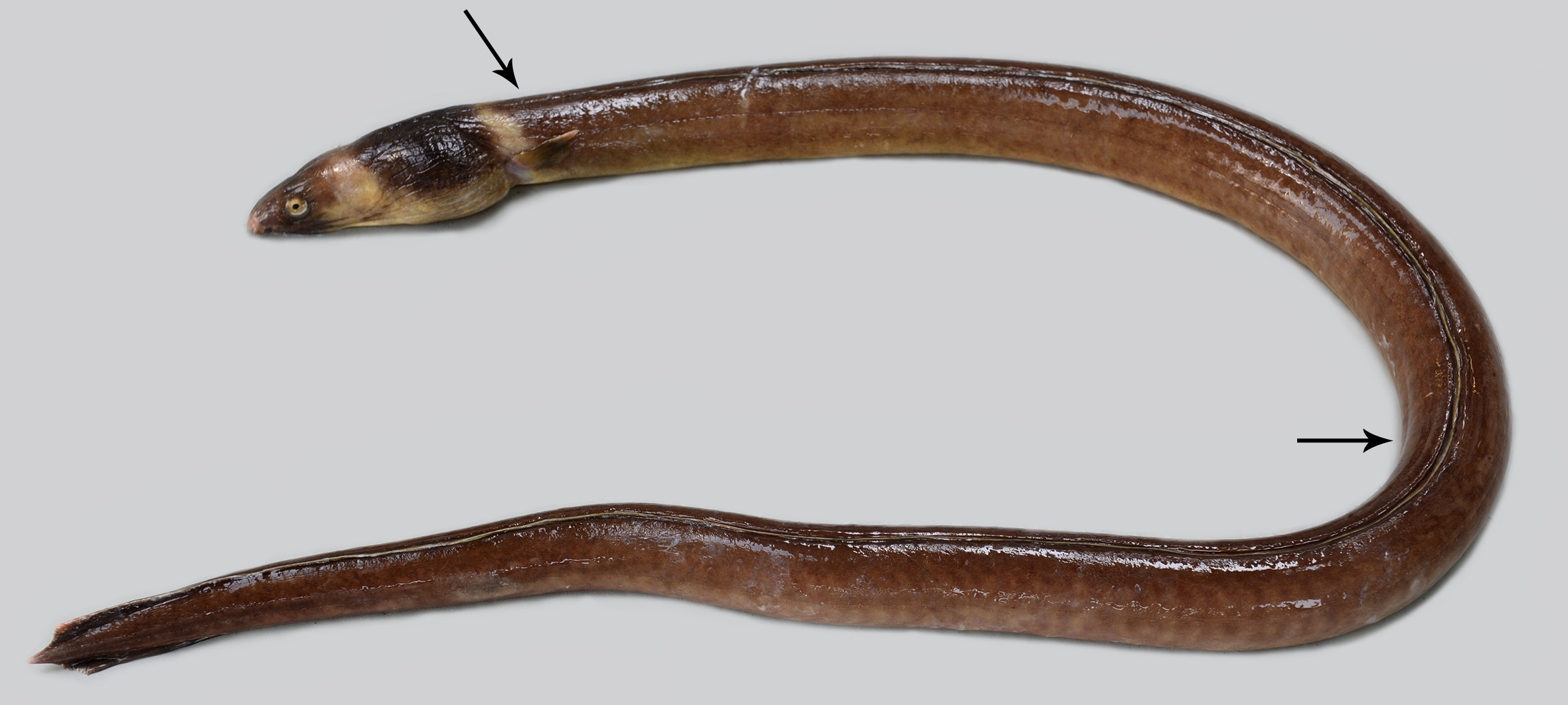ภาพ ปลา cephalozona (Ophichthus cephalozona)