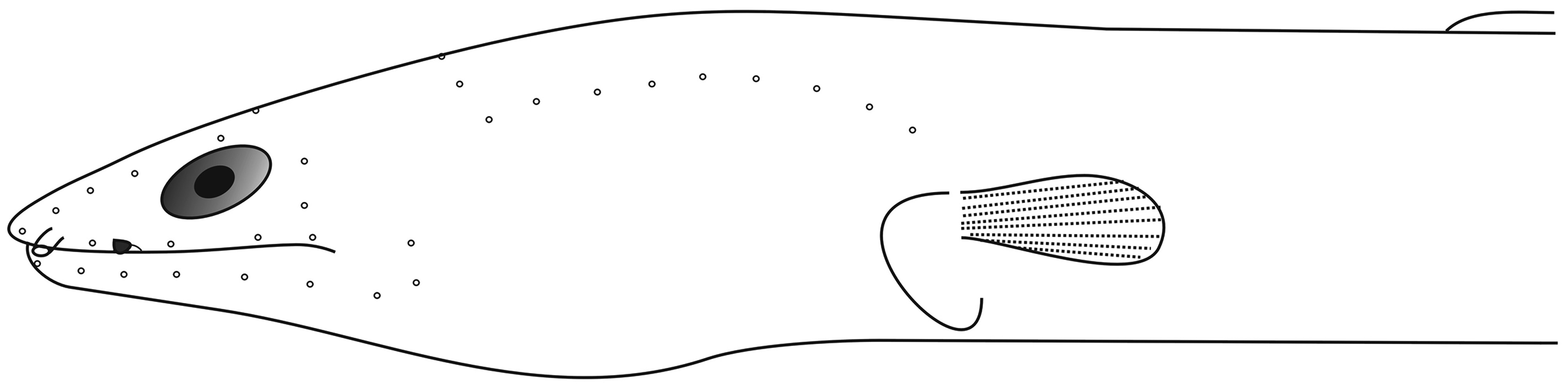 ภาพ ปลา chennaiensis (Ophichthus chennaiensis)