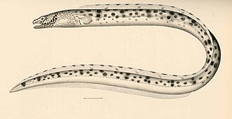 ภาพ ปลา fowleri (Ophichthus fowleri)