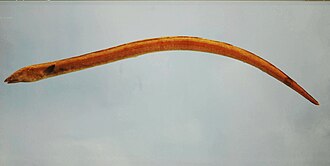 ภาพ ปลา gomesii (Ophichthus gomesii)