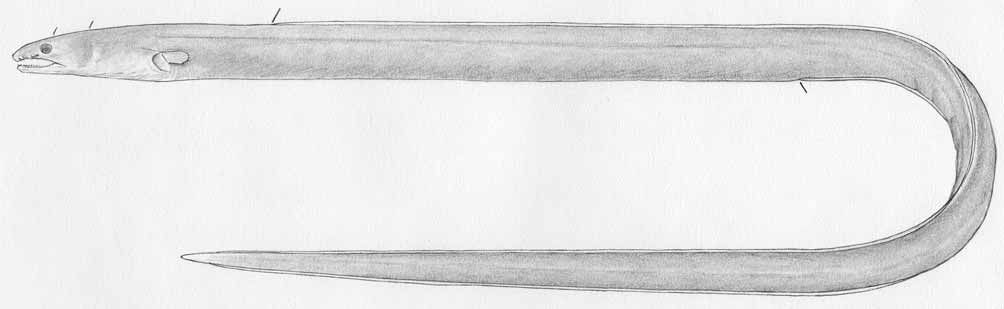ภาพ ปลา hirritus (Ophichthus hirritus)