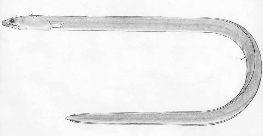 ภาพ ปลา humanni (Ophichthus humanni)