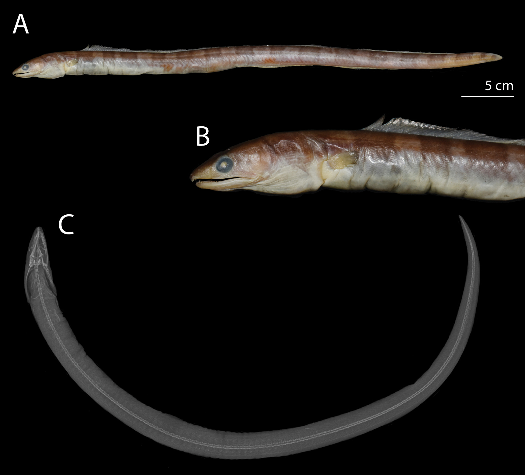 ภาพ ปลา hyposagmatus (Ophichthus hyposagmatus)
