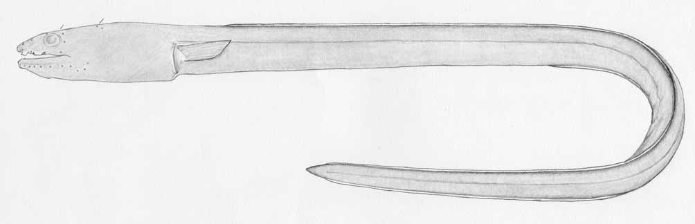 ภาพ ปลา ishiyamorum (Ophichthus ishiyamorum)